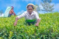 Tamil woman who works at Dambetenna estate breaks tea leaves Royalty Free Stock Photo